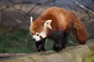 Red Panda Feeding on Bamboo Shots