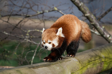 Red Panda Feeding on Bamboo Shots