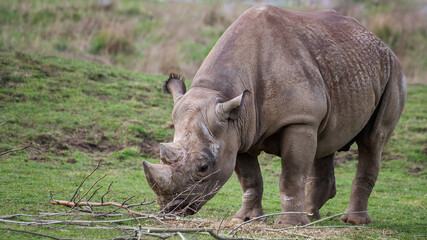 Fototapeta premium Eastern Black Rhinoceros Walking on Grass