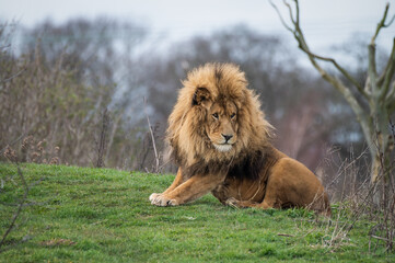 Obraz na płótnie Canvas Male Lion Resting on Grass