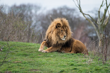 Obraz na płótnie Canvas Male Lion Resting on Grass