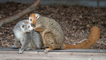 Male Crowned Lemur Sitting on the Ground Feeding
