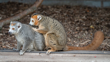 Male Crowned Lemur Sitting on the Ground Feeding