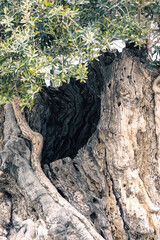 old olive tree - 594092705