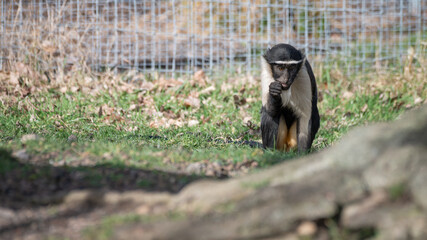 Young Roloway Monkey Sitting on Grass