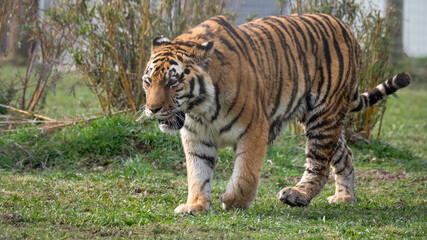 Fototapeta na wymiar Amur Tiger Standing on Grass