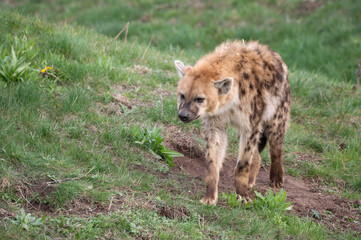 Spotted Hyena Walking on Grass
