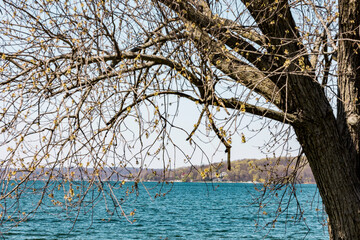 A turquois lake in early spring with a large tree in the foreground in Lake Geneva, Wisconsin.