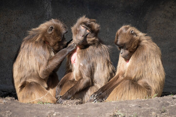 Three Gelada Monkeys Grooming Each Other