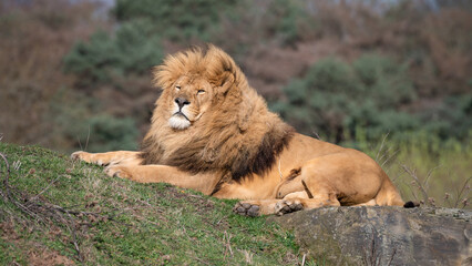 Male lion Resting on Grass