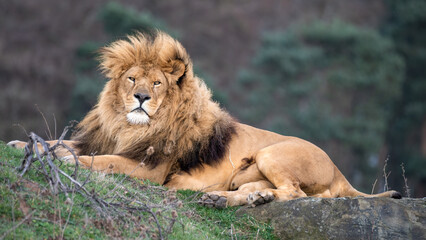 Naklejka na ściany i meble Male lion Resting on Grass