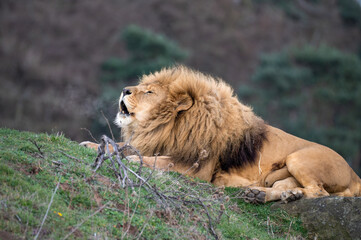 Obraz premium Male Lion Growling