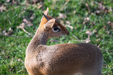 Kirk's Dik Dik Looking over its Shoulder