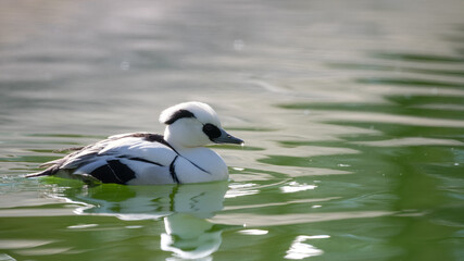 Smew Duck Floating on Water