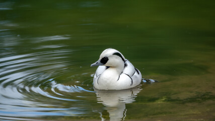 Smew Duck Floating on Water