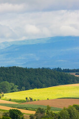 Obraz premium 美瑛の麦畑 