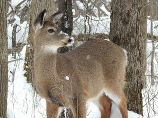 a welcome visitor on this snowy winter day