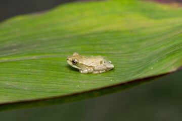 Painted reed frog or marbled reed frog (Hyperolius marmoratus)