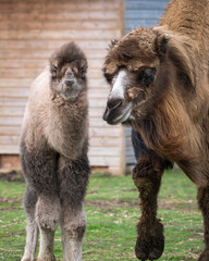Baby Camel with its Mother