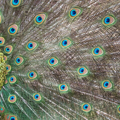 Obraz premium Peacock Tail in Full Display