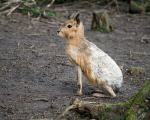 Patagonian Mara Sitting on the Ground