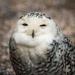 Close Up of a Snowy Owl