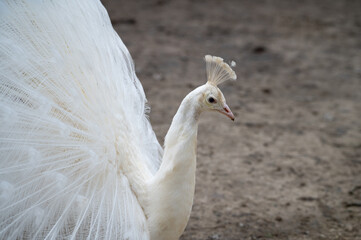 White Peacock Tail in Full Display