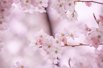 Cheery blossom close-up