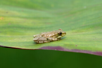 Painted reed frog or marbled reed frog (Hyperolius marmoratus)