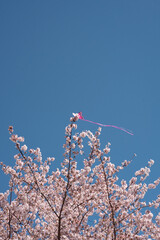Butterfly kite among flowers