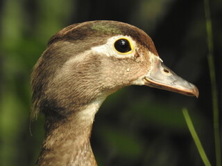 profile view of a female wood duck 