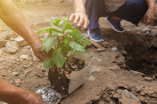 Manos De Personas Plantando Un Pequeño árbol En El Jardín, Concepto De Agricultura, Sostenibilidad, Dia Del Trabajo.