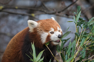 Fototapeta premium Red Panda Feeding on Bamboo Shots