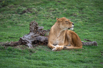 Female Lion Resting