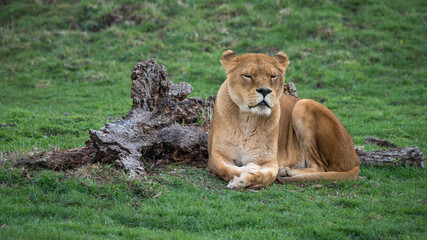 Female Lion Resting