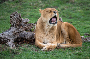 Fototapeta na wymiar Female lion Yawning