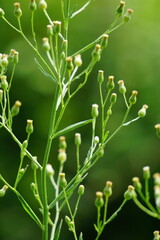 Green jelantir (Also called erigeron bonariensis, monyenyen, erigeron linifolius, conyza sumatrensis) with a natural background. Used in herbal medicine