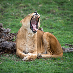 Female lion Yawning