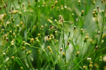 Green jelantir (Also called erigeron bonariensis, monyenyen, erigeron linifolius, conyza sumatrensis) with a natural background. Used in herbal medicine