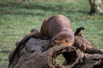 Giant Otter Resting on a Fallen Log