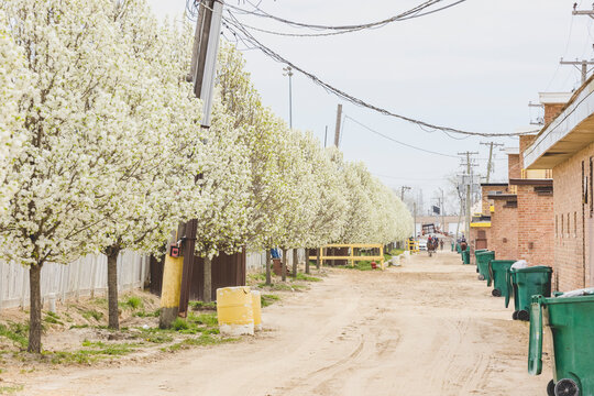 A row of blooming ornamental pears at a horse racetrack along a horse path with barns, garbage cans, wires, and horses in the distance in the spring.