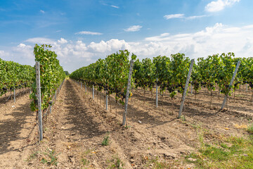 Fototapeta na wymiar Rebstöcken mit blauen Weintrauben an der Mosel - Perfekt für Weinliebhaber und Naturfotografie