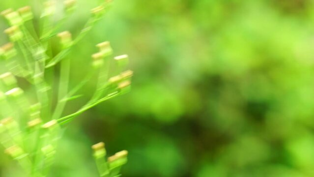 Green jelantir (Also called erigeron bonariensis, monyenyen, erigeron linifolius, conyza sumatrensis) with a natural background. Used in herbal medicine