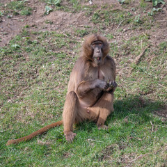 Large Gelada Monkey resting