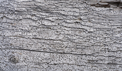 Textur - altes verwittertes graues Holz aus dem Meer mit vielen Wurmlöchern