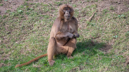 Large Gelada Monkey resting