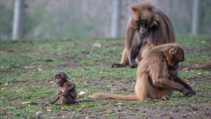 Baby Gelada Monkey Sitting with an Adult