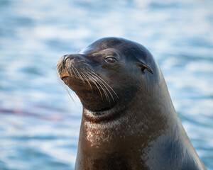 Obraz premium Close Up Californian Sea lion