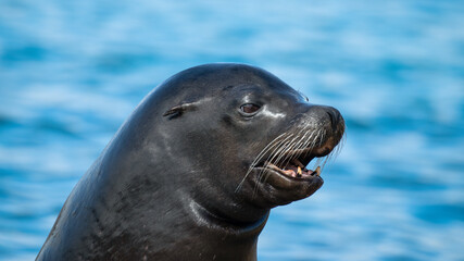Obraz premium Close Up Californian Sea lion