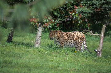 Amur Leopard Walking Among Trees